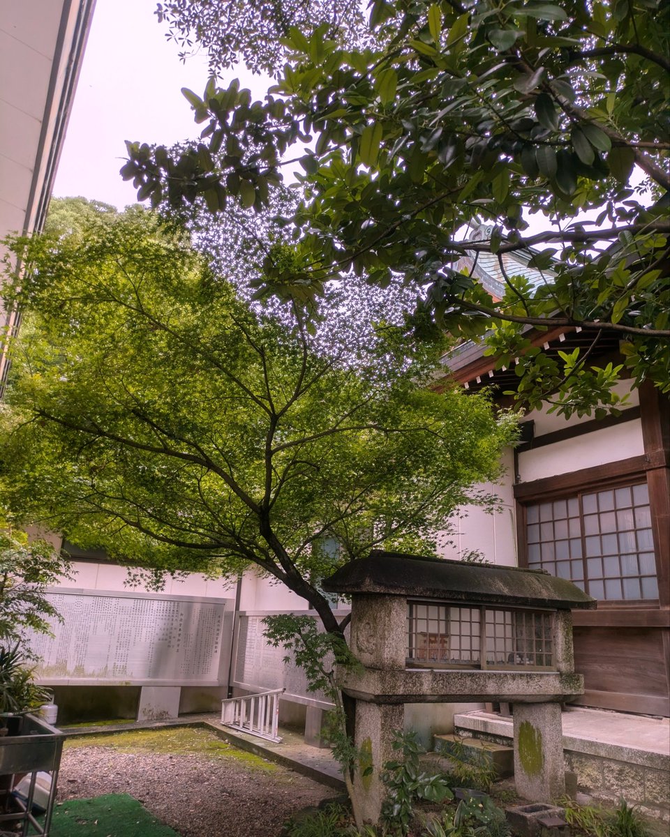 kayazu_jinja's tweet photo. 日曜日は阿波手の杜奉仕団、杜人の活動日でした。社務所横の紅葉は慎さんが心を込めて剪定してくれました、ありがとうございます。小雨が降る中さざれ石周りの清掃に熱が入ってしまい全員泥だらけ！これからこの辺りを整えていきたいと思います、おたのしみに🪨 #境内清掃 #杜人 https://t.co/C5a3IHzYhg
