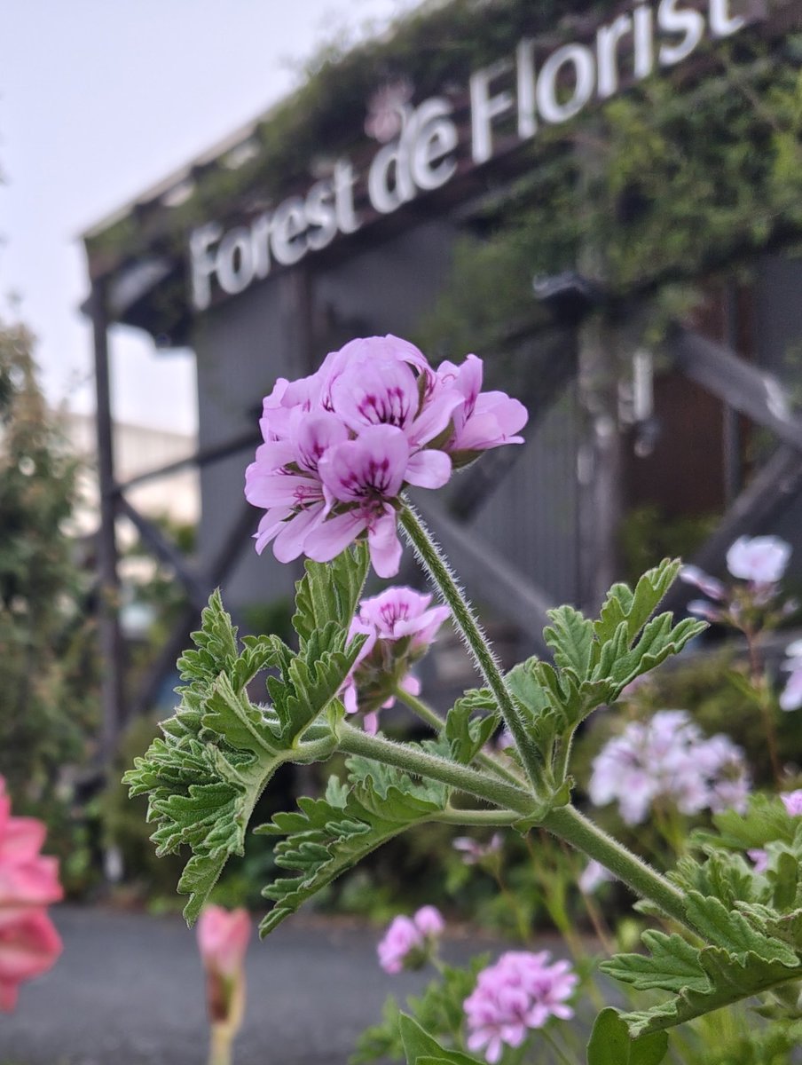 ForestdeFlorist's tweet photo. #flower #TLを花でいっぱいにしよう #花屋 #宗像市 #キリトリセカイ

#ローズゼラニウム #花束 https://t.co/Lbx5hK1A6s