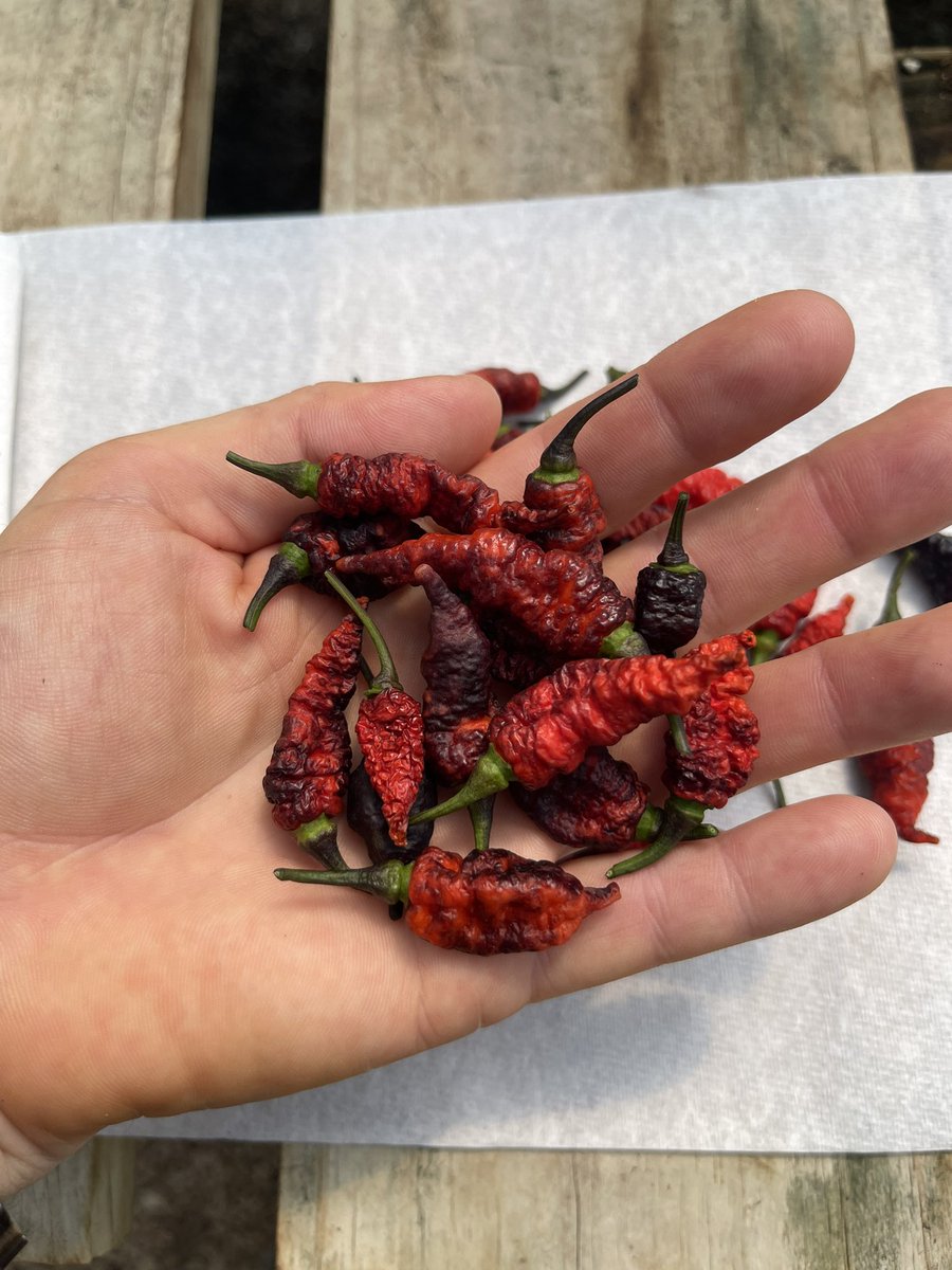 Punctualpepco's tweet photo. Just a few spicy peppers 🌶️ 🔥🔥 https://t.co/ABKjgawQ5d