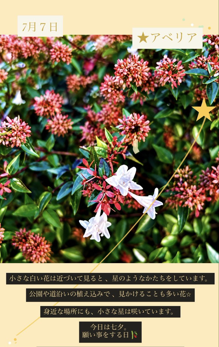 Saule_Flower's tweet photo. 【#アベリア】
小さな白い花は⭐︎近づくと星のようなかたちをしている

🎋今日は #七夕
中国から伝わった「乞巧奠（きっこうでん）」は、織女にあやかり、裁縫や手芸の上達を星に祈った行事

星に祈り、その願いを胸に、自分の手で技を磨いていく

七夕に託されたのは、祈りと努力の両方だったのかも. https://t.co/WeYbdTsDCU