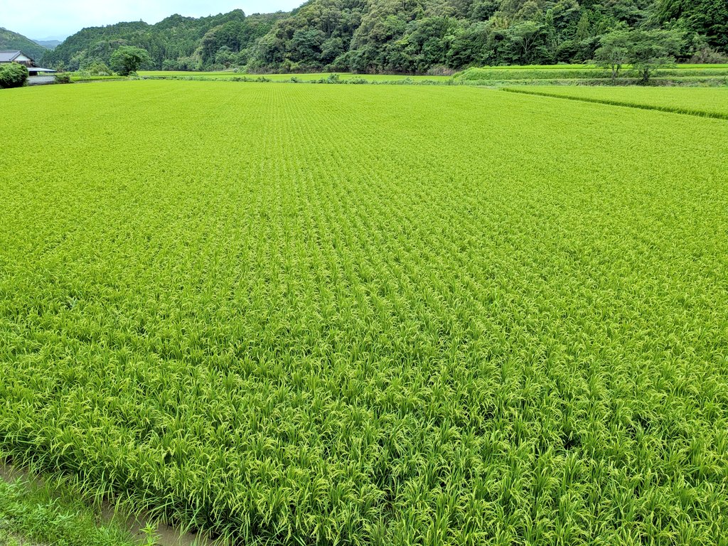 APEXLIFELINE7's tweet photo. 今年の新米　無事収穫出来ますように
＃高知県　＃宿毛市 https://t.co/MkKTtoHSJ0