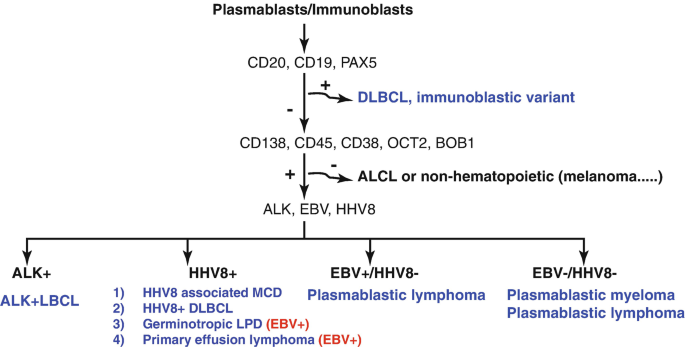 UyanikMehmetS's tweet photo. 📝 CD20 Negative Large B-Cell Lymphomas:
- Plasmablastic Lymphoma
- Primary Effusion Lymphoma
- HHV8 Associated Lymphoma
- ALK Positive LBCL https://t.co/7pCMPPudO3