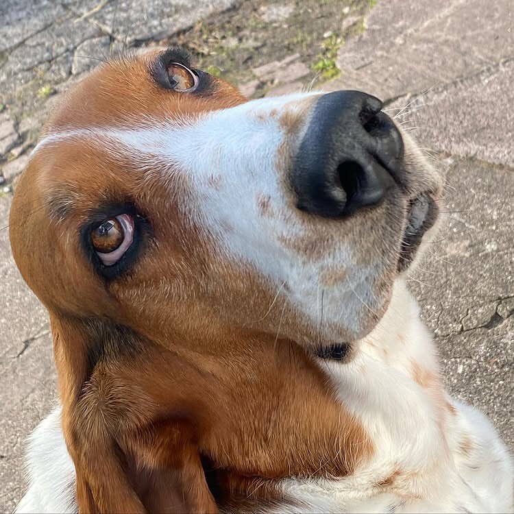 CarlosMerritte's tweet photo. What a sweet pup!
#BassetDaily #BassetFur #BassetForever #BassetPride #BassetEnergy #BassetHoundLoverUSA https://t.co/itfeKL2lQN