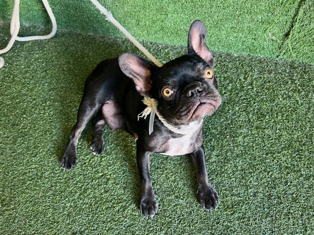 AnimaLancaster's tweet photo. #A5787760
Female, black French Bulldog
Age is unknown.
https://t.co/57mDo3Wt7g https://t.co/vffHG3x8Bf