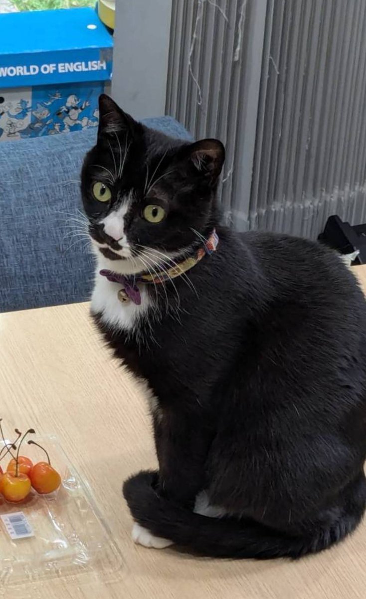 privateeye_pet's tweet photo. 【迷子猫を探しています‼️】

神奈川県海老名市下今泉にて

7月6日から行方不明になりました💦

目撃した方はリプライやDMをいただけますと幸いです🙇‍♂️

名前：グレイ
性別：メス（避妊済）
年齢：5歳
特徴：白黒（足が白い靴下模様）
　　　普通の猫より小柄
　　　鼻が黒い
　　　目は琥珀色（少し緑がかっている）
　　　和柄の首輪（青いリボン付き）
　　　カギ尻尾
　　　臆病な性格

#迷子猫 #猫 #迷い猫 #神奈川県 #海老名市 #下今泉 #拡散希望 #迷子ペットを守りたい