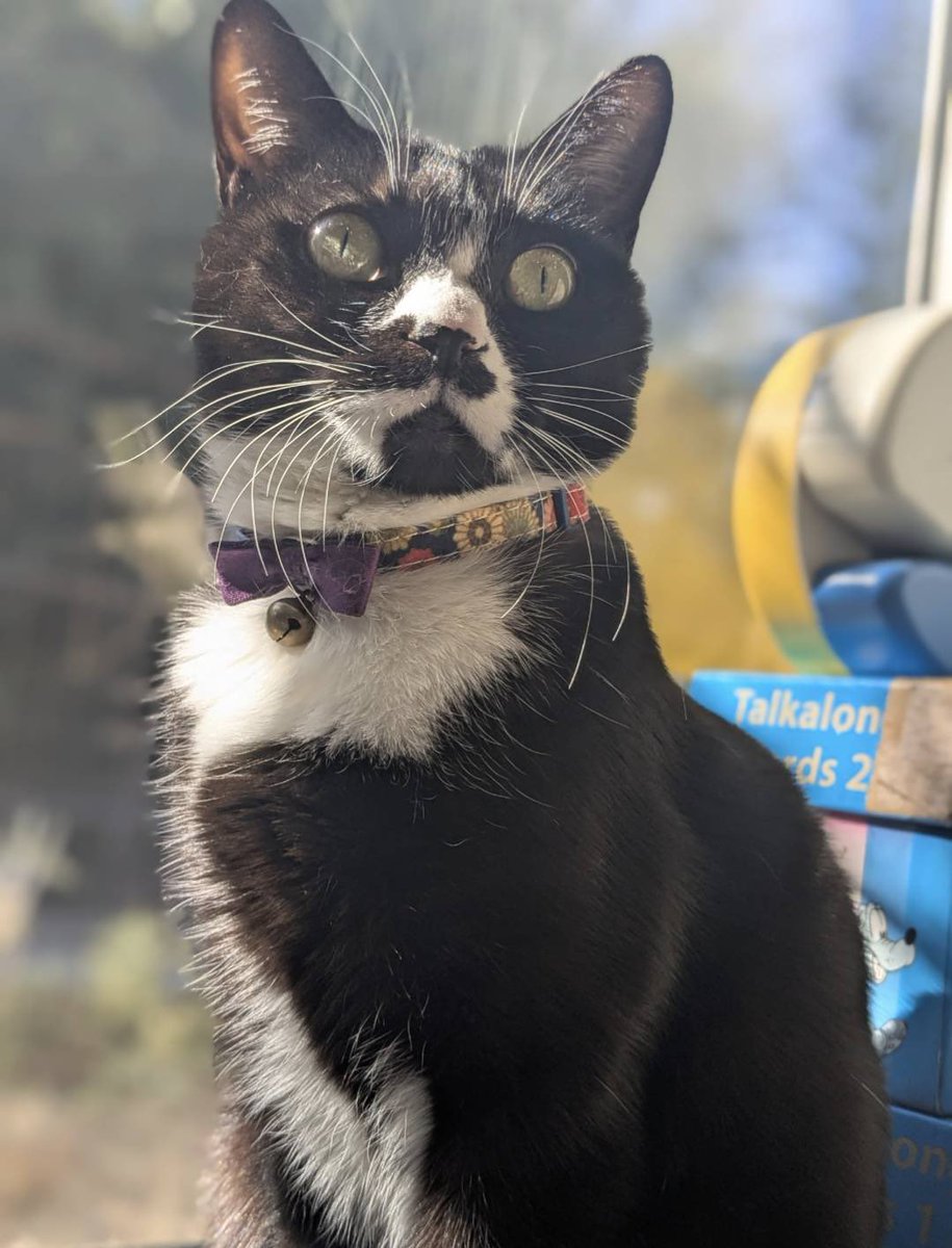 privateeye_pet's tweet photo. 【迷子猫を探しています‼️】

神奈川県海老名市下今泉にて

7月6日から行方不明になりました💦

目撃した方はリプライやDMをいただけますと幸いです🙇‍♂️

名前：グレイ
性別：メス（避妊済）
年齢：5歳
特徴：白黒（足が白い靴下模様）
　　　普通の猫より小柄
　　　鼻が黒い
　　　目は琥珀色（少し緑がかっている）
　　　和柄の首輪（青いリボン付き）
　　　カギ尻尾
　　　臆病な性格

#迷子猫 #猫 #迷い猫 #神奈川県 #海老名市 #下今泉 #拡散希望 #迷子ペットを守りたい