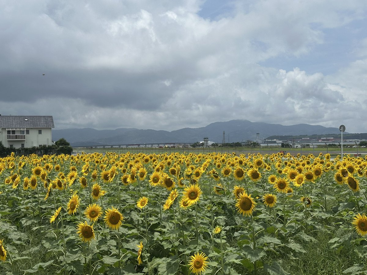 hima515's tweet photo. お昼休みに〜
満開です🌻

#大村市ひまわりマッププロジェクト https://t.co/M5n3RMgTYO