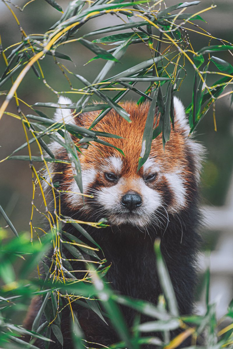 hiro_c_w_b's tweet photo. めっちゃオコです😡

#レッサーパンダ #redpanda #鯖江市西山動物園 #まつば https://t.co/jquSbDcDLz