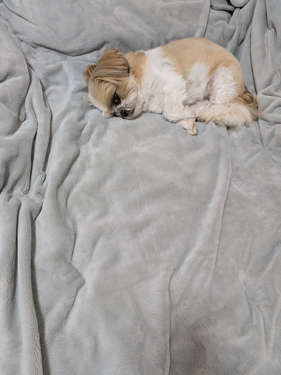 luck_the_dog's tweet photo. すみっコで休むけれど

#loveyouanyway_
#それでも好き_
#shihtzu
#シーズー https://t.co/kjXf1xJRBV