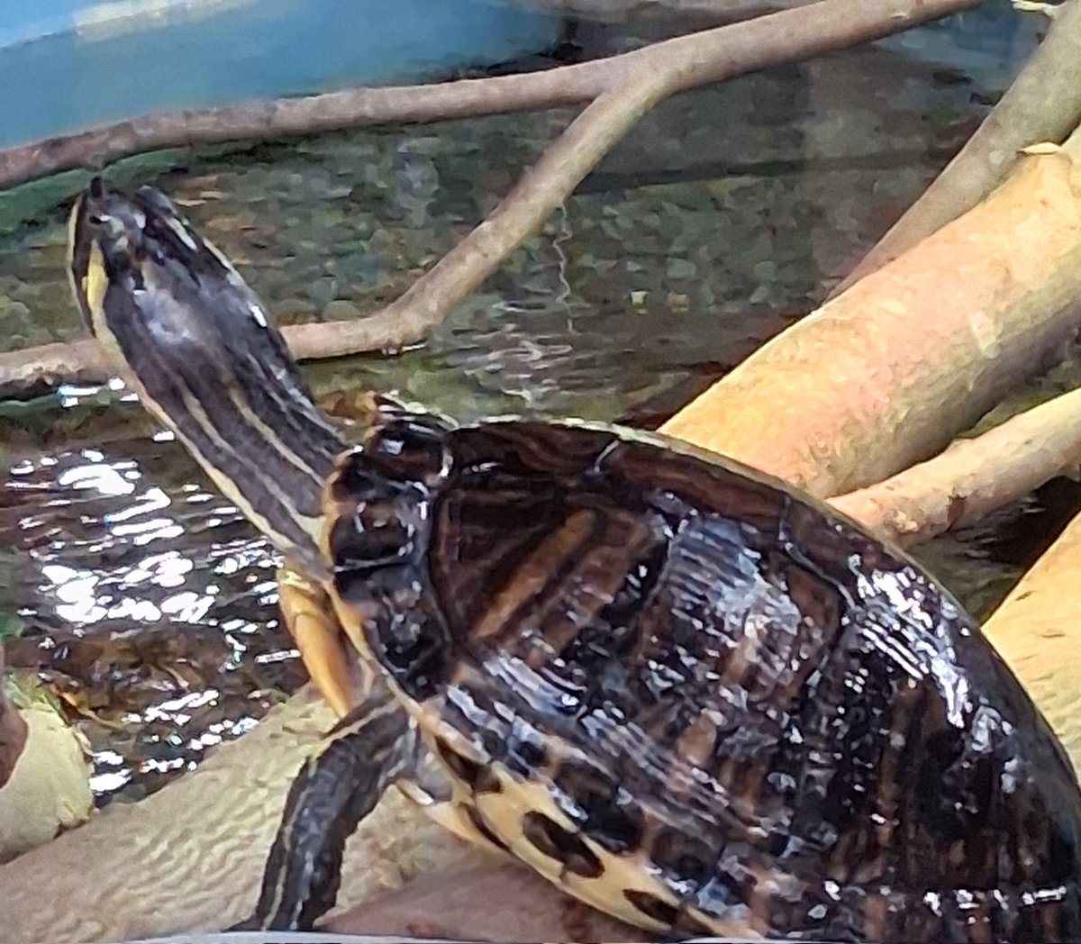 SophieRaccoons's tweet photo. Have a fun and lively #TurtleTuesday 🐢🐢🐢🐢🐢🐢🐢🐢🐢🐢🐢🐢🐢🐢🐢 https://t.co/dVFnHAufiN