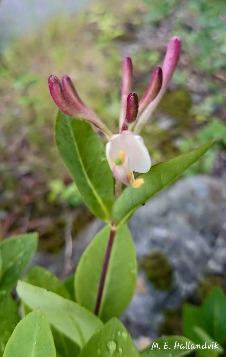 EHallandvik's tweet photo. VIVENDEL - Lonicera periclymenum 🩷🌸🙏

https://t.co/snj8l7fEzD https://t.co/KxZJE7MKrH