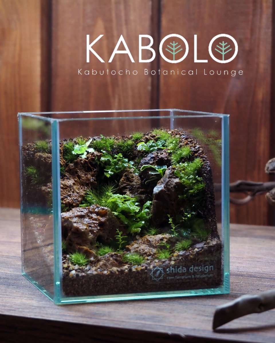 FERNDESIGN1's tweet photo. 2026.7.12 SUN
KABOLO Vol.8 @KABUTO ONE

Feel The Gardenクリエイターコース修了生限定でワークショップ+講義をさせていただきます🌿

シダデザイン流テラリウムの作り方、余白の使い方、植物の成長予測の話をしますので、関東方面のクリエイターは確実にご参加ください👈 https://t.co/Cz0Xrhr3Pl