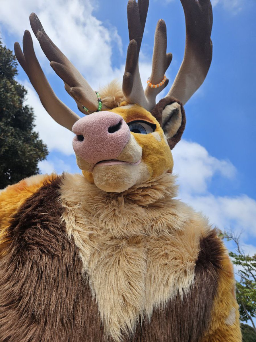 HemlockBou's tweet photo. I showed you my fursuit pls respondt

🪡/@BNCreation https://t.co/ktKiwRZw97