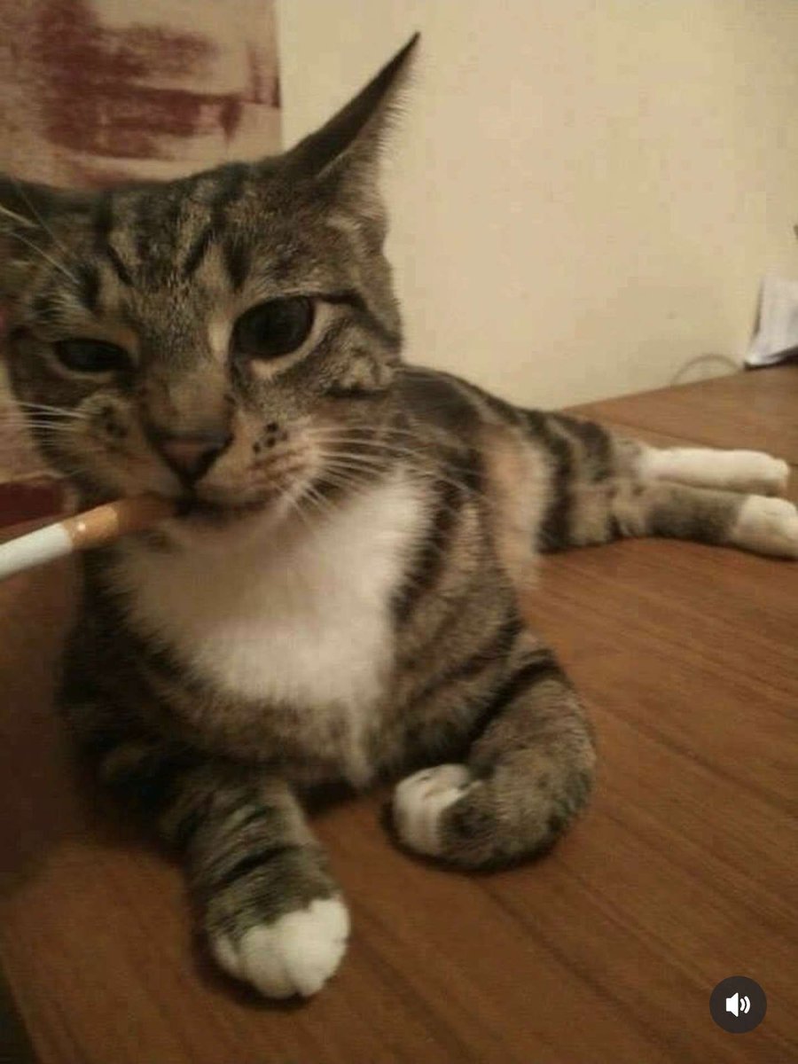 NekoMaid23's tweet photo. @luckiestgirl69 Lmk when and where https://t.co/V2LwSrVjf3