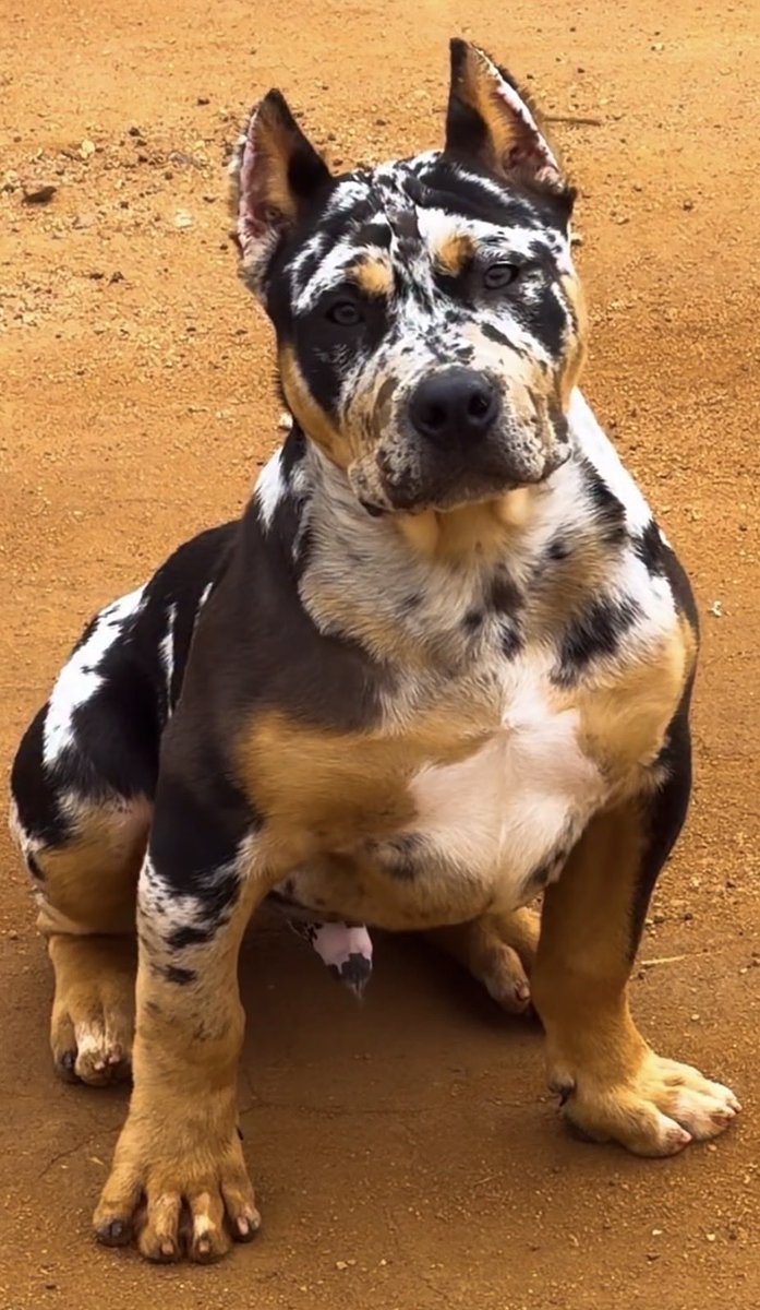 UKDobermans's tweet photo. FOR SALE 1 OF 1.

One of a kind 4 month old male.

Price on application.

Suitable only for high net worth clients.

Further information including additional photos and video on request. Worldwide shipping available. 

07743 214 228

#saudi #Dubai #UAE #LuxuryLiving https://t.co/ylhkejZImd