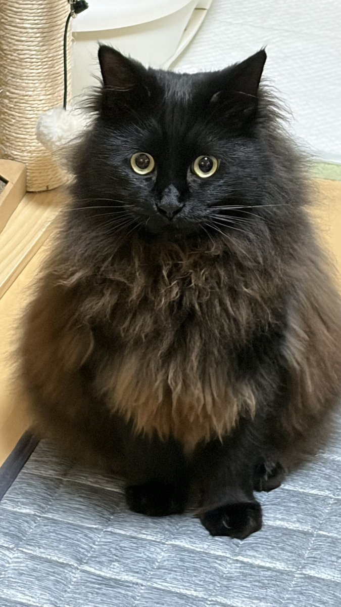 yusastorm's tweet photo. ←6/24 2/23→
同じネコです https://t.co/X6FwzF548t