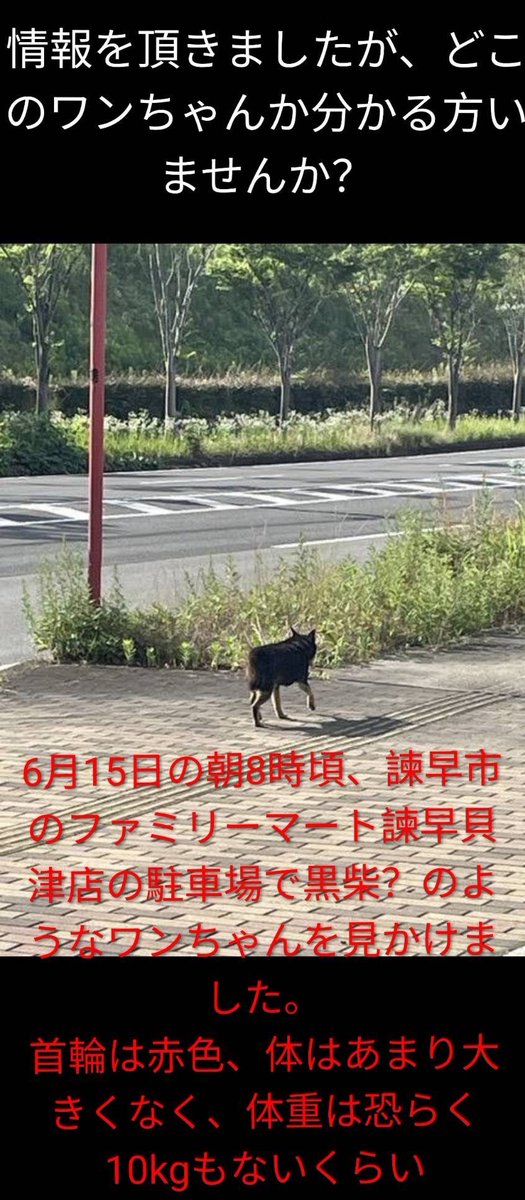 kurochanno1k's tweet photo. 黒柴の情報をメールで頂きました。目撃情報で今朝、諫早市役所と県央保健所に問い合わせしましたが保護してないとの事です。この黒柴ちゃんを見かけた方保護してる方いらっしゃいませんか？ https://t.co/yoGaOylSkq