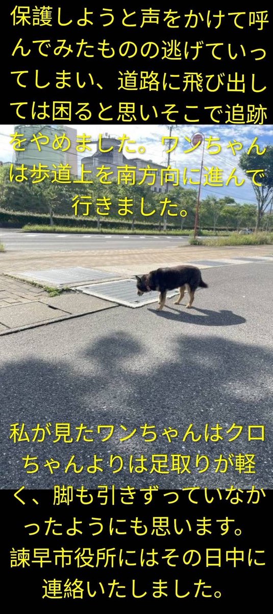 kurochanno1k's tweet photo. 黒柴の情報をメールで頂きました。目撃情報で今朝、諫早市役所と県央保健所に問い合わせしましたが保護してないとの事です。この黒柴ちゃんを見かけた方保護してる方いらっしゃいませんか？ https://t.co/yoGaOylSkq