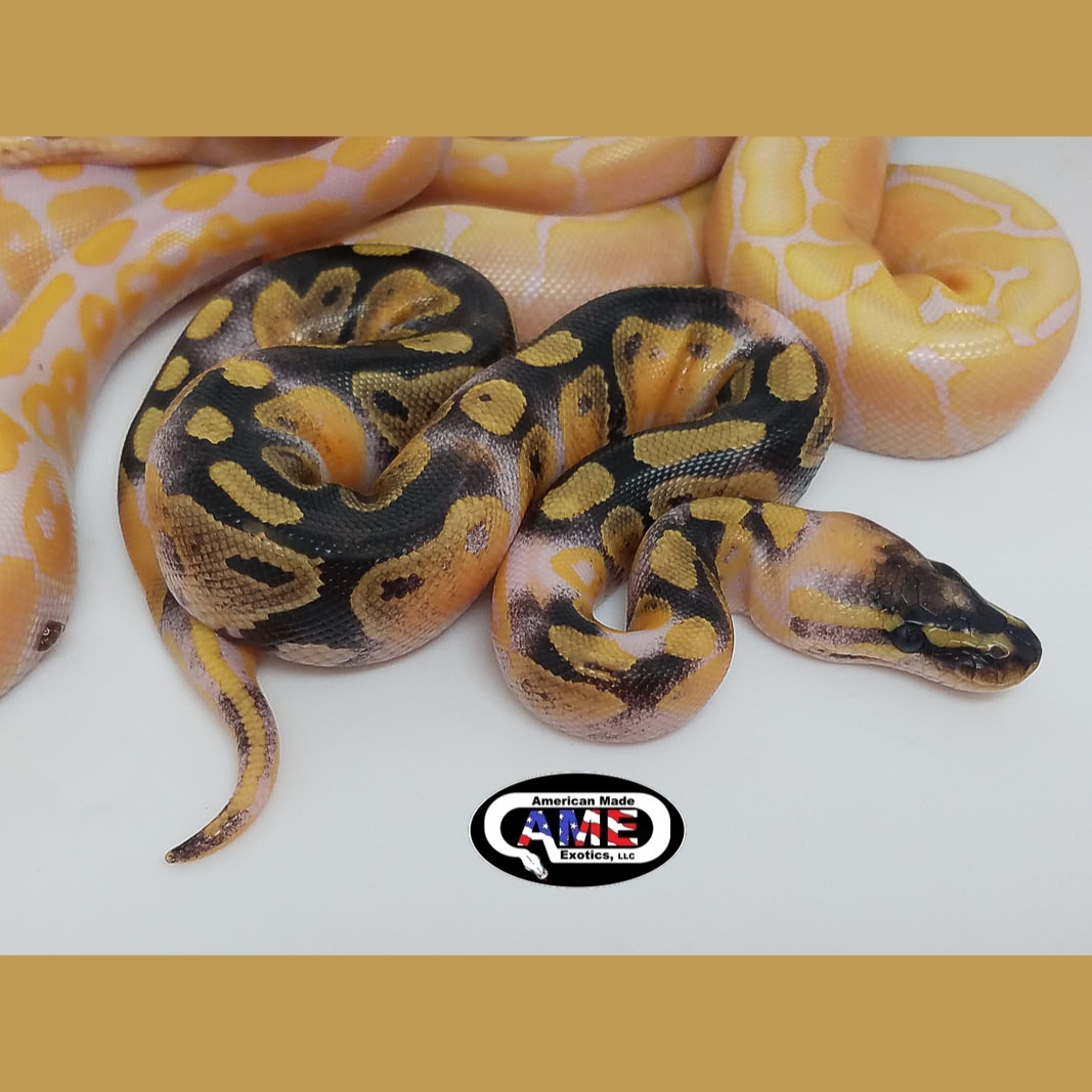 LivingArtReptil's tweet photo. Semplicemente magnifico! 🙂 Ball Python (Python regius). Pairing: Het Lavender Albino x Lavender Albino Spider. Foto: American Made Exotics #baby #snake #reptile #livingart #python #constrictor #ballpython #royalpython #pythonregius #livingartreptile #livingartreptiles https://t.co/IUFF3cTRkA