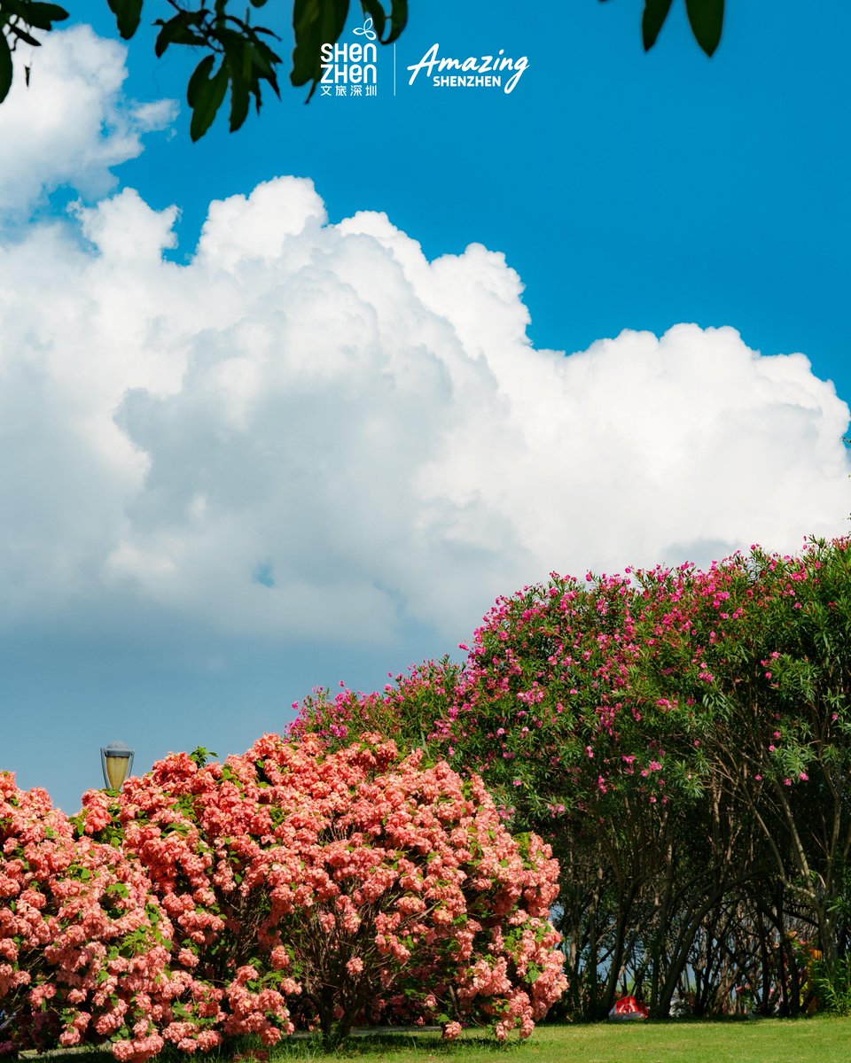 ShenzhenAm4580's tweet photo. Shenzhen's Pink Summer: Mussaenda Hybrida in Bloom!

Step into the rhythm, and feel Shenzhen Bay's vibrant pink coastal energy and its unstoppable summer flow.   

cr: 33 LIVE (Xiaohongshu) 
Shenzhen Bay Park, Nanshan District https://t.co/9HD6AaGUGK