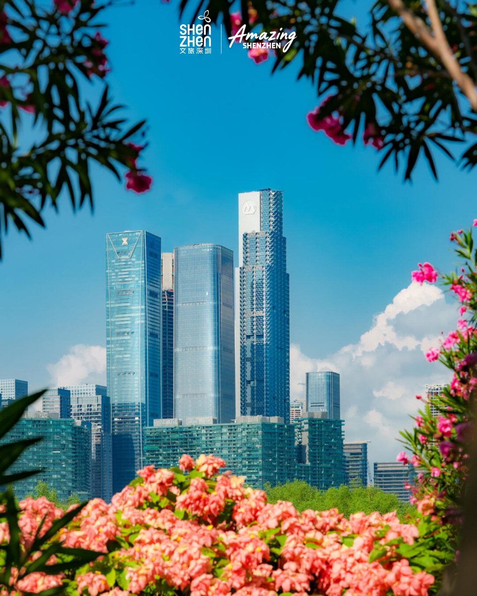 ShenzhenAm4580's tweet photo. Shenzhen's Pink Summer: Mussaenda Hybrida in Bloom!

Step into the rhythm, and feel Shenzhen Bay's vibrant pink coastal energy and its unstoppable summer flow.   

cr: 33 LIVE (Xiaohongshu) 
Shenzhen Bay Park, Nanshan District https://t.co/9HD6AaGUGK