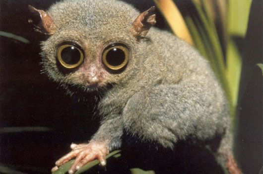 kittyzula's tweet photo. i want more people to know about tarsiers https://t.co/jhJLpYAGGN