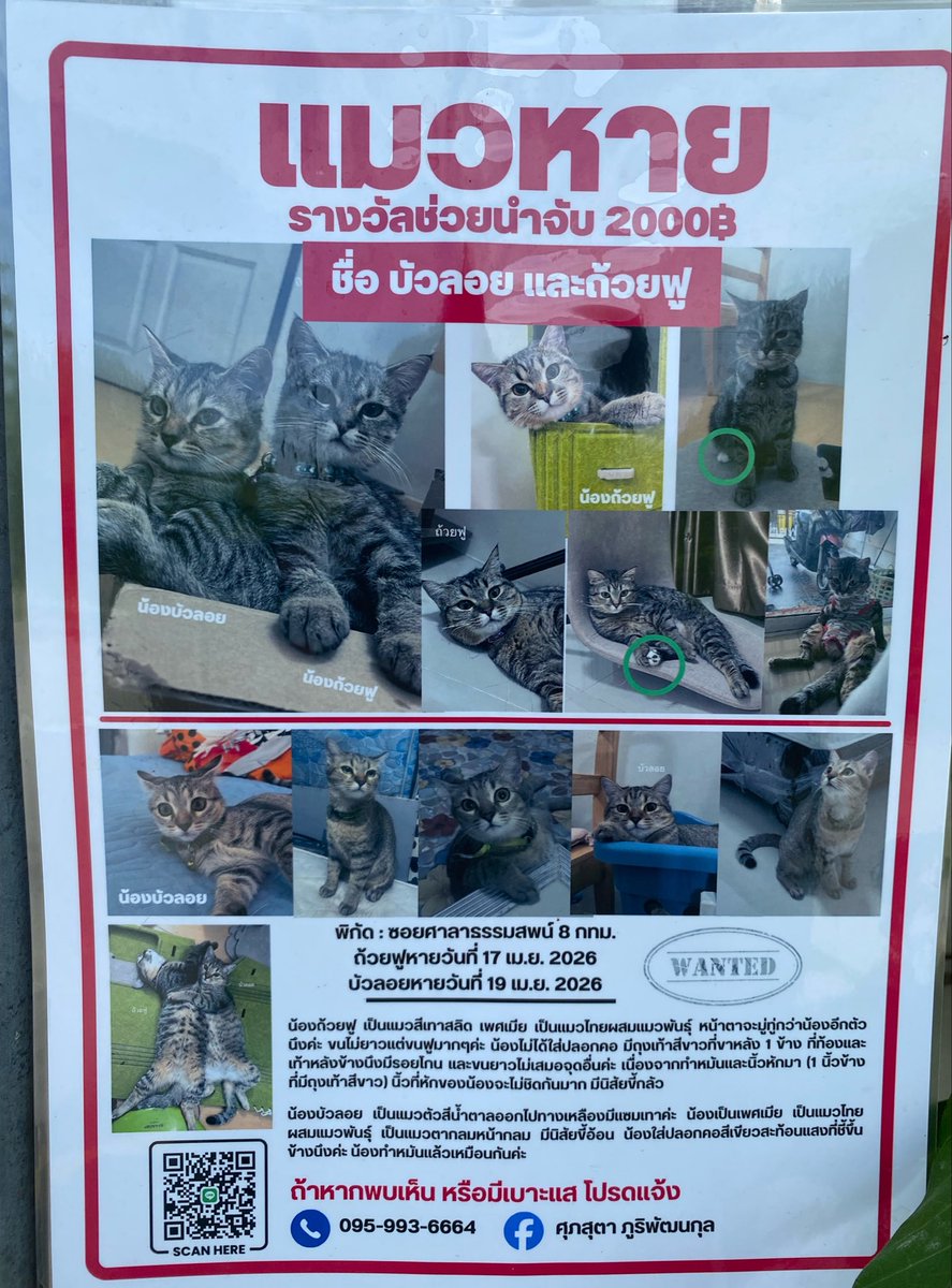 handgirlfriend's tweet photo. เจอป้ายข้างเสาไฟ ใครเจอน้อง ติดต่อเจ้าของได้เลยนะ https://t.co/WM16VIcnvk