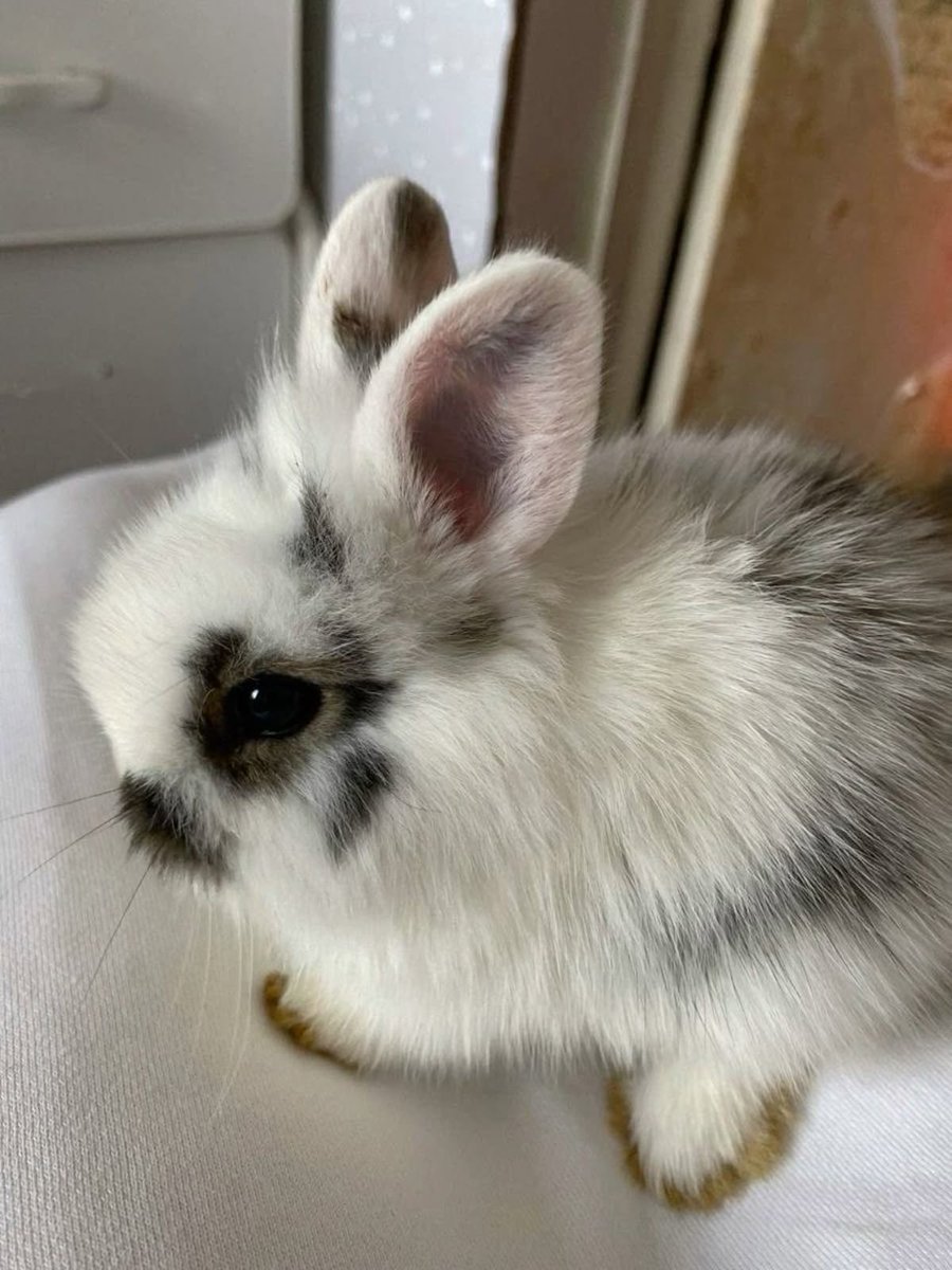 Bunnies tweet media