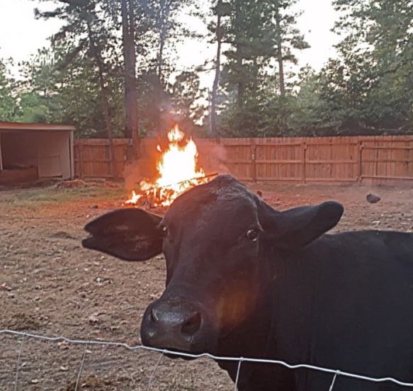 cow tweet media
