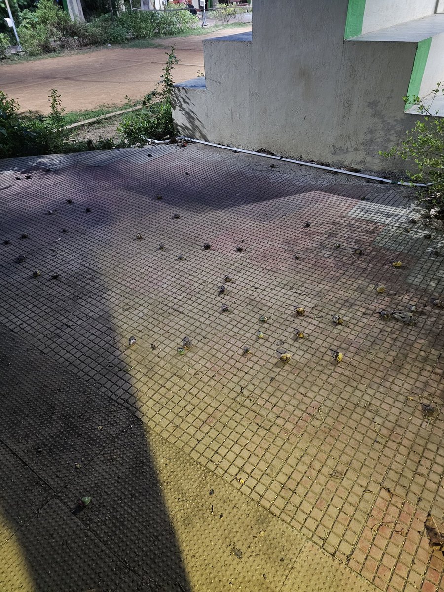 suhail9779's tweet photo. Dear @chennaicorp this park is not being maintained properly. Walkways are filled with dry leaves, litter, and and the toilets are in a very unhygienic condition. Many senior citizens and children use this park daily. Kindly take appropriate action and ensure reg. maintenance. https://t.co/ROB19b4Ehq