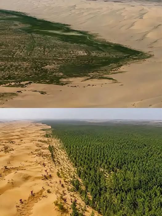 pierpi13's tweet photo. LA MURAGLIA VERDE CHE STA VINCENDO IL TERRENO DEL DESERTO.
Pochi lo sanno, ma la Cina sta facendo qualcosa che sembra uscito da un film: sollevare un muro vivo per fermare il deserto. Non è di pietra o cemento, è di alberi. Miliardi di alberi piantati per fermare l'avanzata dei deserti di Gobi e Taklamakan, ridurre tempeste di sabbia e riportare vita a terre che sembravano perse.
Dal 1978, questo progetto ha seminato più di 66 miliardi di alberi, con l'obiettivo di raggiungere i 100 miliardi entro il 2050. La cosa più sorprendente è che, secondo uno studio, alcuni di questi alberi stanno crescendo fino al 66% più velocemente di quelli delle foreste naturali. Dove prima avanzava la polvere, oggi cresce la vita. Una dimostrazione brutale che, quando un paese decide di affrontare il deserto, anche l'impossibile comincia a mettere radici.