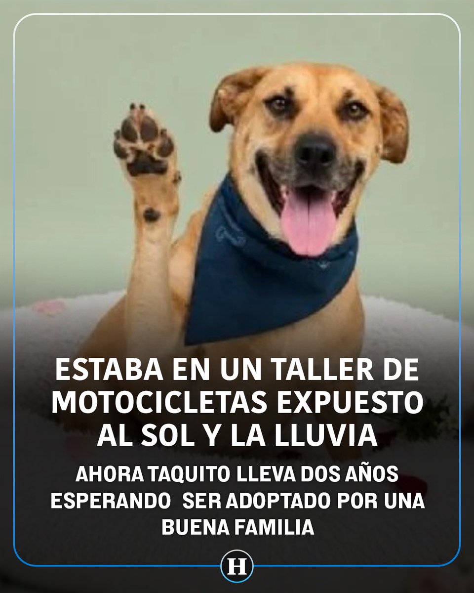 heraldodemexico's tweet photo. “Taquito” es un perrito mestizo de tamaño mediano que lleva cerca de dos años esperando una oportunidad de adopción en la Ciudad de México. 

Su historia de rescate comenzó cuando era apenas un cachorro; vivía en un taller de motocicletas donde permanecía atado con una cuerda, expuesto al sol y la lluvia. También enfrentaba carencias de alimento y agua, situación que comprometía su bienestar.

Tras ser rescatado, recibió atención y cuidados que le permitieron recuperarse por completo. 

Actualmente se encuentra vacunado, desparasitado y esterilizado, listo para integrarse a una familia responsable. 

Según sus cuidadores, se comporta muy bien dentro de casa, es tranquilo, obediente y disfruta del juego. Además, destacan su carácter protector y cariñoso, características que lo convierten en un excelente compañero para la vida familiar.