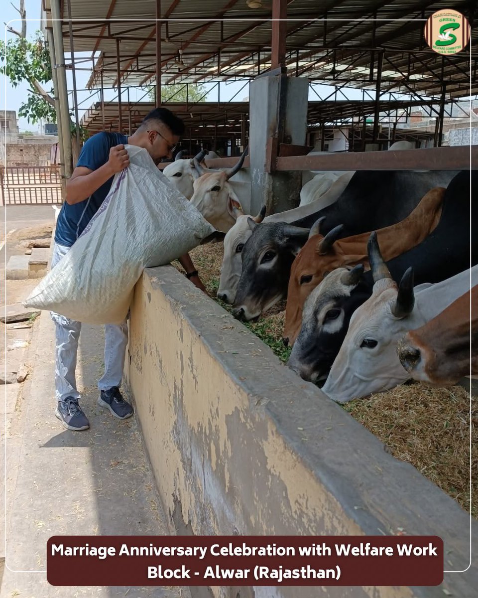 GreenSwelfares's tweet photo. Celebrating love by serving those who cannot speak for themselves. 

Volunteers from Block Alwar, Rajasthan chose to mark their marriage anniversary in a truly meaningful way by arranging green fodder for cows. Instead of a traditional celebration, the special day became an occasion to spread kindness and care towards innocent lives. 

True celebrations are not measured by parties and gifts, but by the happiness and comfort we bring to others. 

#MarriageAnniversaryWithPurpose #AnimalCare #FeedTheVoiceless