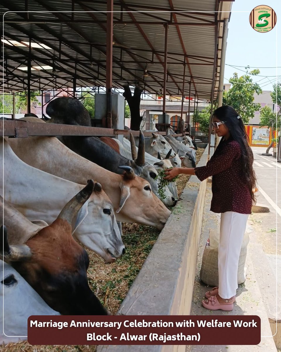 GreenSwelfares's tweet photo. Celebrating love by serving those who cannot speak for themselves. 

Volunteers from Block Alwar, Rajasthan chose to mark their marriage anniversary in a truly meaningful way by arranging green fodder for cows. Instead of a traditional celebration, the special day became an occasion to spread kindness and care towards innocent lives. 

True celebrations are not measured by parties and gifts, but by the happiness and comfort we bring to others. 

#MarriageAnniversaryWithPurpose #AnimalCare #FeedTheVoiceless