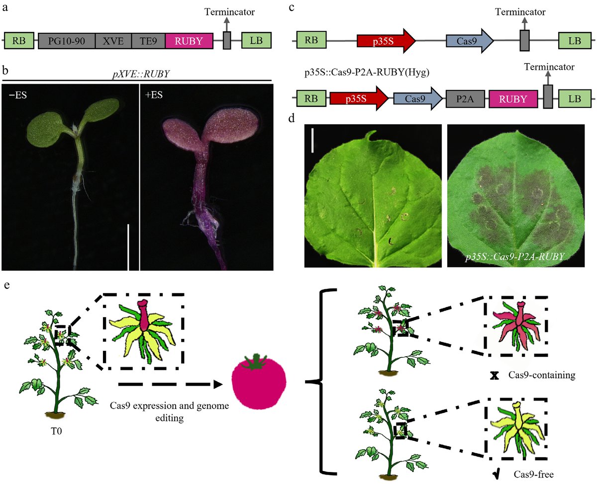 MaximumAcademic's tweet photo. #VegetableRes
The RUBY chromogenic system delivers stable, visual transgene monitoring across Arabidopsis, tobacco & tomato—with Cas9-P2A-RUBY for real-time editing tracking.
@HortiPlant #PlantBiotech #RUBYSystem
Details: https://t.co/JpoUqQVjYl https://t.co/HaQwYoWMSR