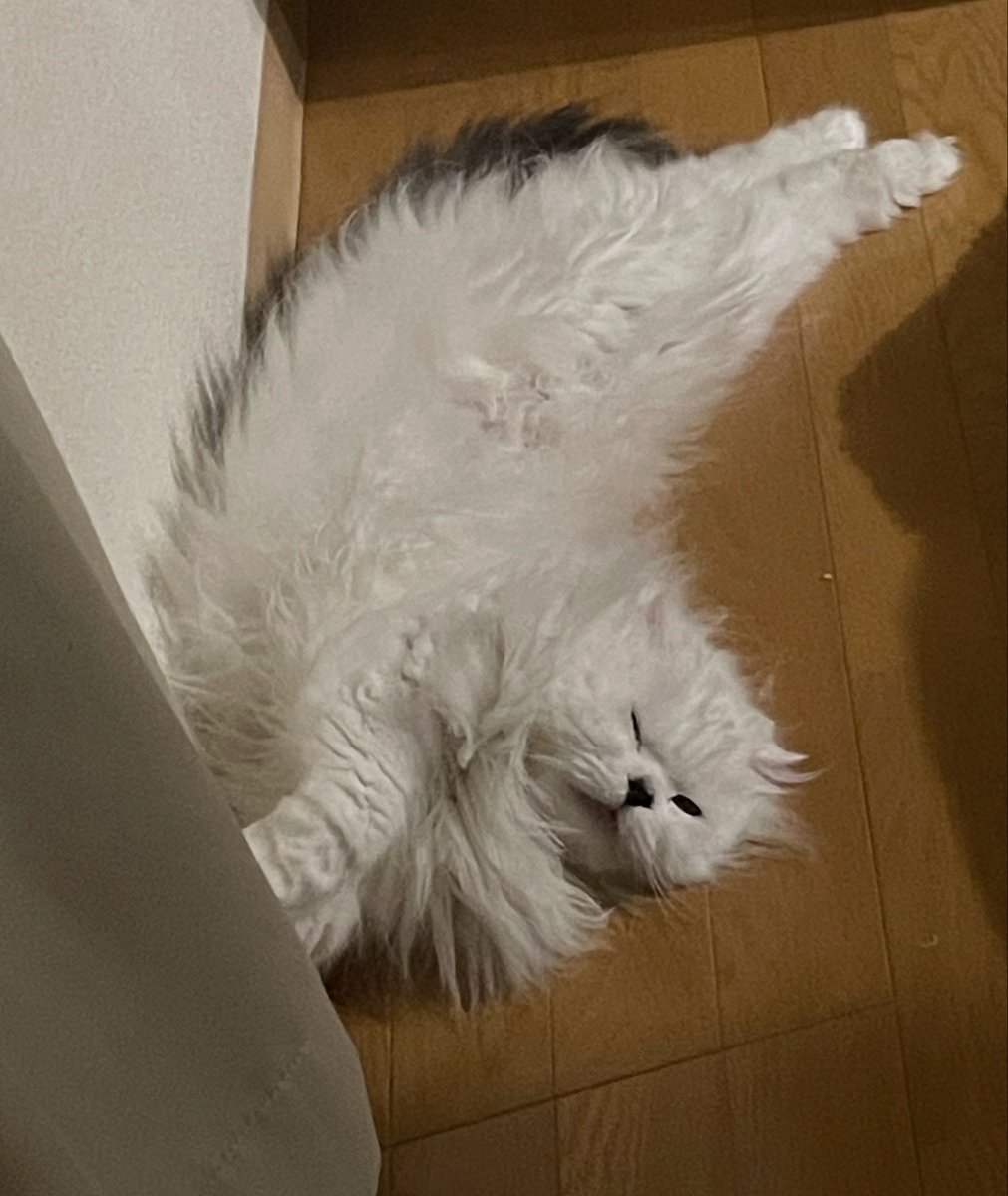 popocha67287175's tweet photo. 今日のしおしおエビフライちゃん https://t.co/mFNJoaDosw