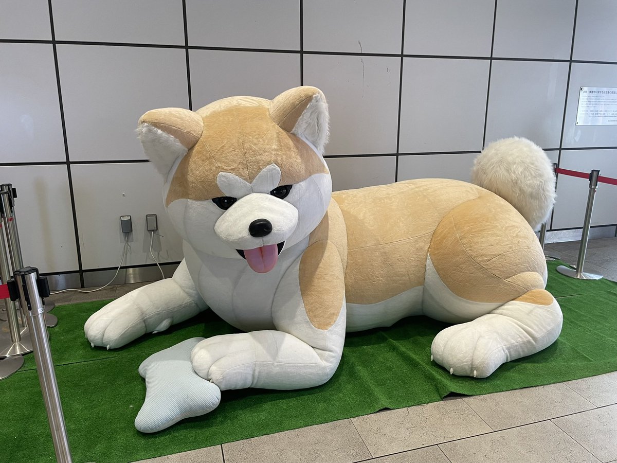 nono6dx's tweet photo. こないだ新宿で見かけたどでかいワンちゃん🐕 https://t.co/N6BEIOMdvL