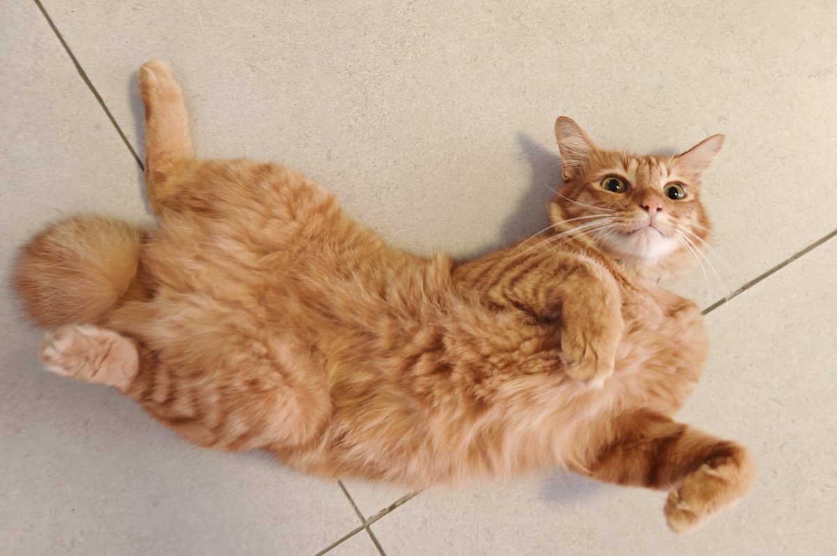genobianwerft's tweet photo. Today's morning yoga pose https://t.co/cbRVcoKzin