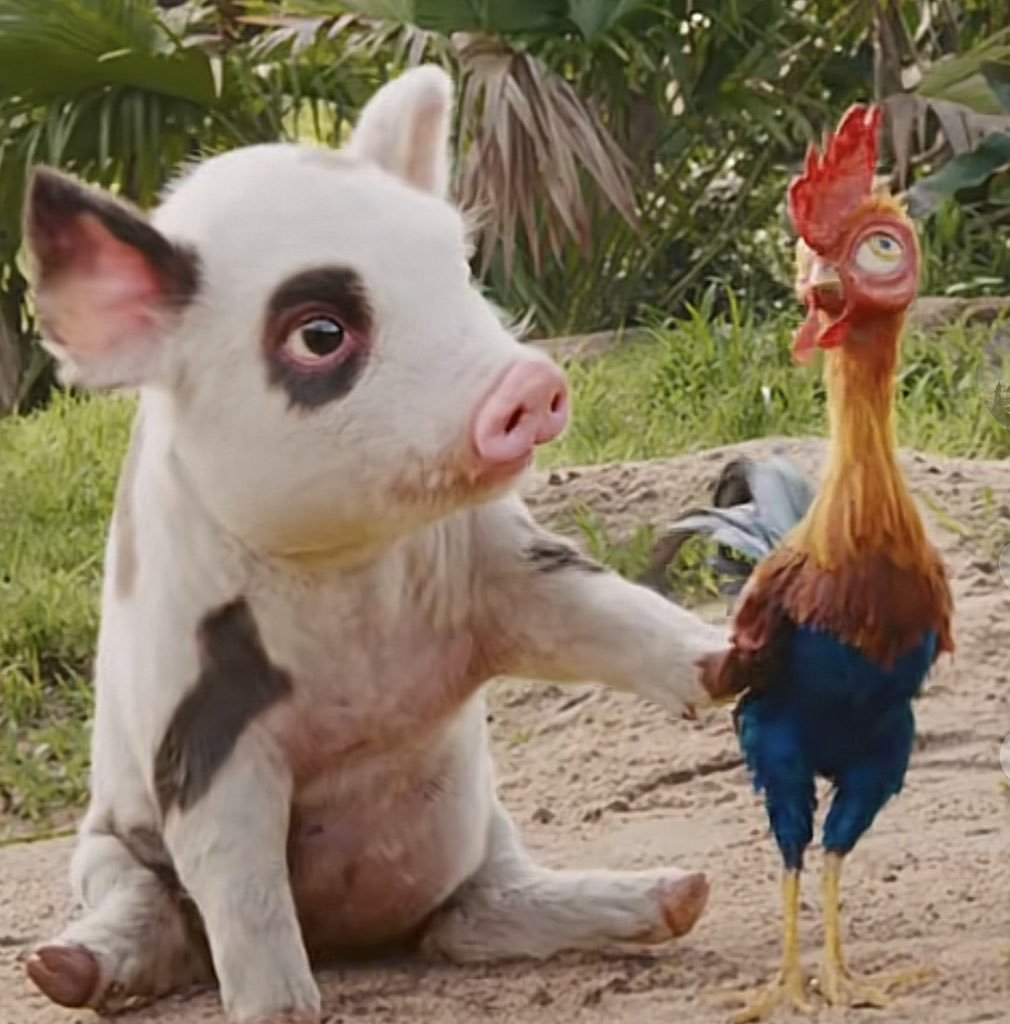 DiscussingPulse's tweet photo. New look at Pua and Heihei in the live-action ‘MOANA’ remake. https://t.co/OapGUxqC4Z