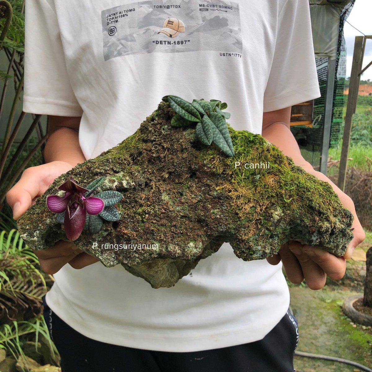 toanrom3198's tweet photo. +) Paphiopedilum rungsuriyanum 
+) Paphiopedilum canhii https://t.co/Yt0qFUQFdP