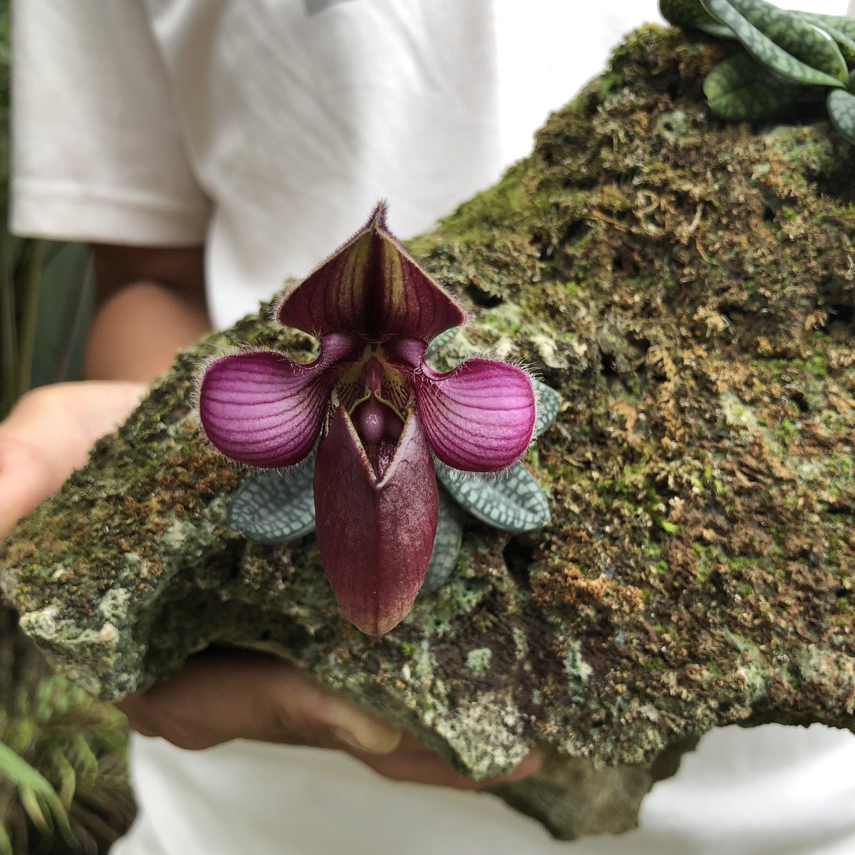 toanrom3198's tweet photo. +) Paphiopedilum rungsuriyanum 
+) Paphiopedilum canhii https://t.co/Yt0qFUQFdP