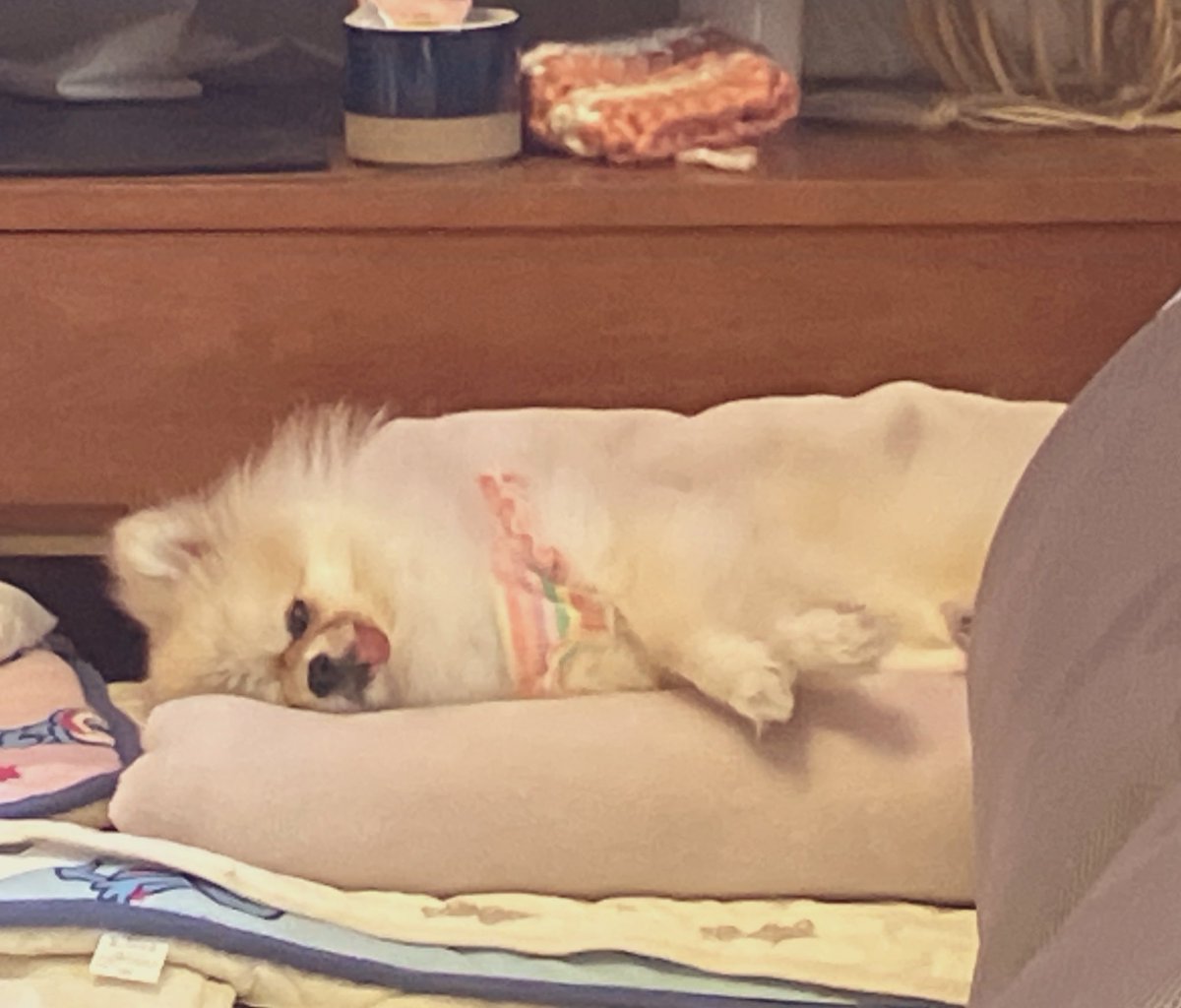 2rabbit3pompom's tweet photo. お布団➕キルトマット➕畳んだ毛布
はなちゃんのすやすやお昼寝セット🐶💤 https://t.co/ClX7B8LG8t
