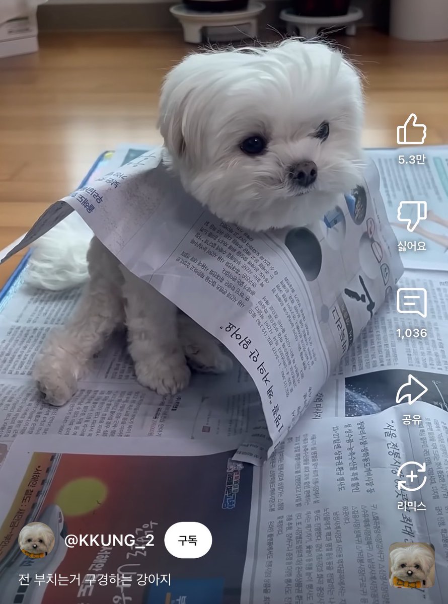 bback_it_up's tweet photo. 전 부치는 거 구경하는 강아지 https://t.co/qoDXvJqK40