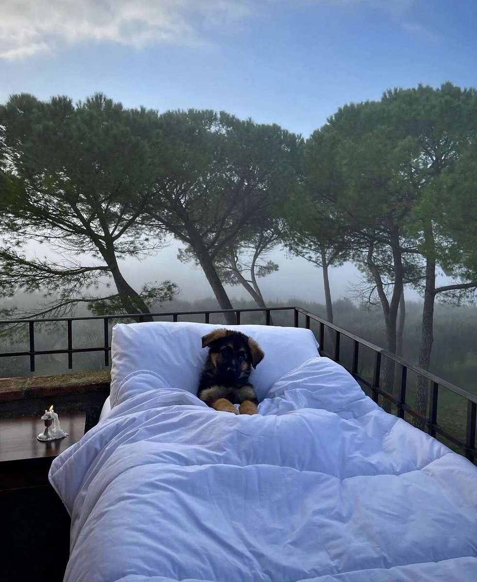 neuroselfAus's tweet photo. 🌳🌿🕊️ .. Waking up gently in the Tuscan gardens of Villa Cozzano .. https://t.co/ljXeQ5jTwZ