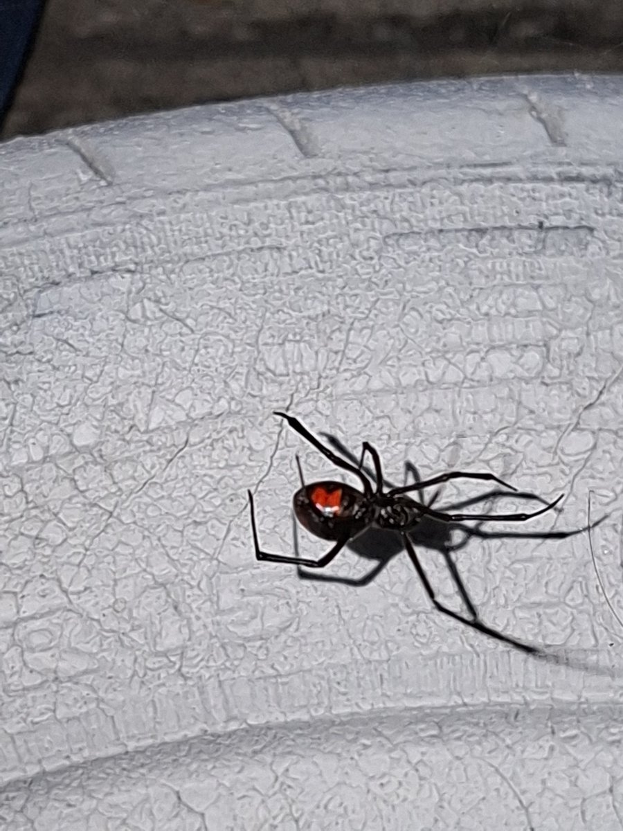 ElArthur017's tweet photo. Encontré una viuda negra aweboooo https://t.co/PSoegIfklJ