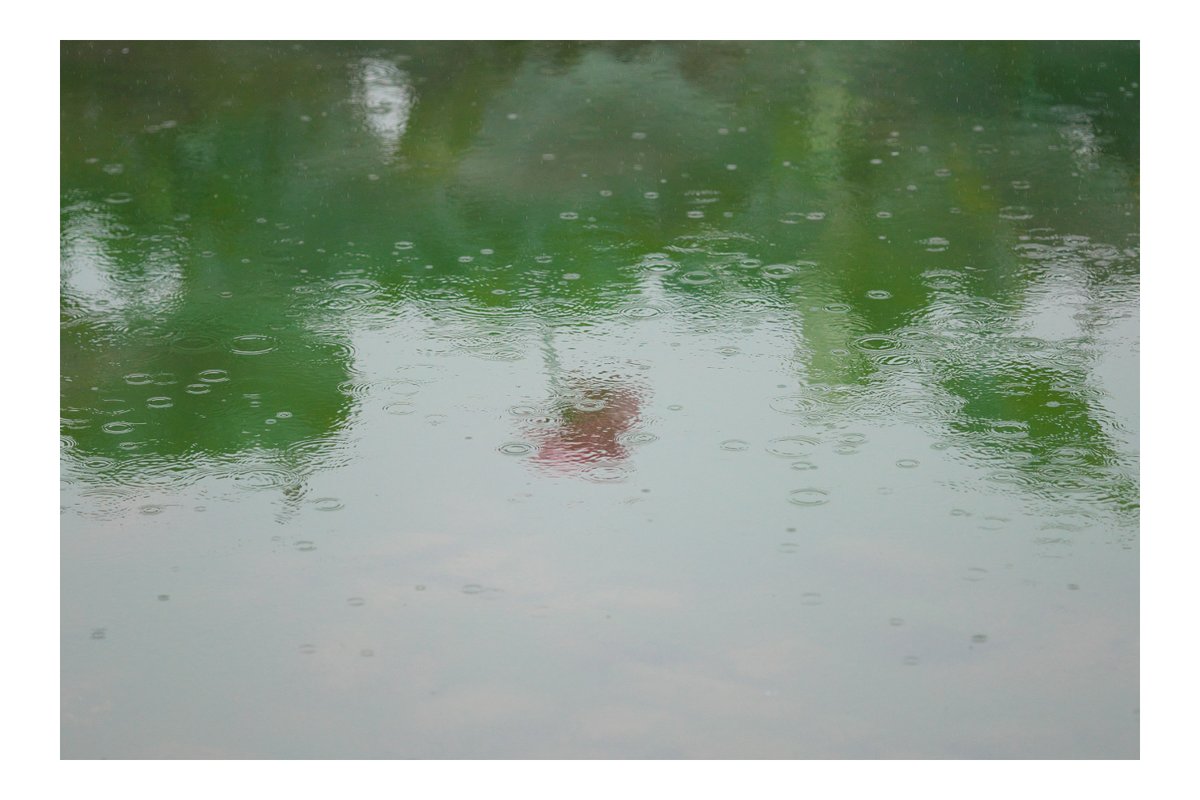 everyphoto2's tweet photo. 「RAINY GLOW Photo Contest」
https://t.co/gGob3i9F8B

「雨の日だからこそ出会える、美しい輝き」
そんな優しく、美しく輝く「雨の世界」を感じられる作品を幅広く募集中！
期間中にご投稿いただいた作品をご紹介✨

KMO 様ご投稿
蓮池にて
https://t.co/ALZQOqakxz https://t.co/Gogy9mBPsX