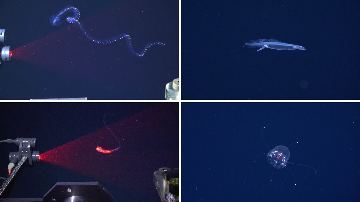 storedecibex's tweet photo. Breaking: 31 new alien-like marine species, including ghostly squid and glowing worms, were discovered during a two-week expedition off the coast of Brazil 🌊 https://t.co/YVcPudinzf