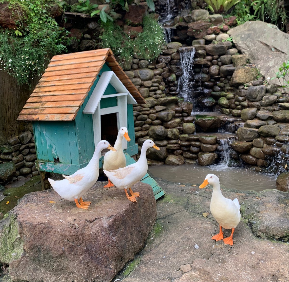 khanifirsyad's tweet photo. Perbedaan utama antara itik, bebek, dan entok 🦆

Itik itu tubuhnya lebih ramping dan jalannya tegak, suaranya "kwek kwek kwek". Mereka suka beranang.

Bebek memiliki tubuh lebih gemuk dan kalo berjalan megal-megol. Suka berenang dan main air berlumpur.

Entok punya badan lebih besar dengan tonjolan merah khas di wajahnya. Lebih suka jalan-jalan di tanah. Kalo bersuara, bunyinya "Hsshh, hsshhh"

Kalo ini itik, bebek, atau entok?