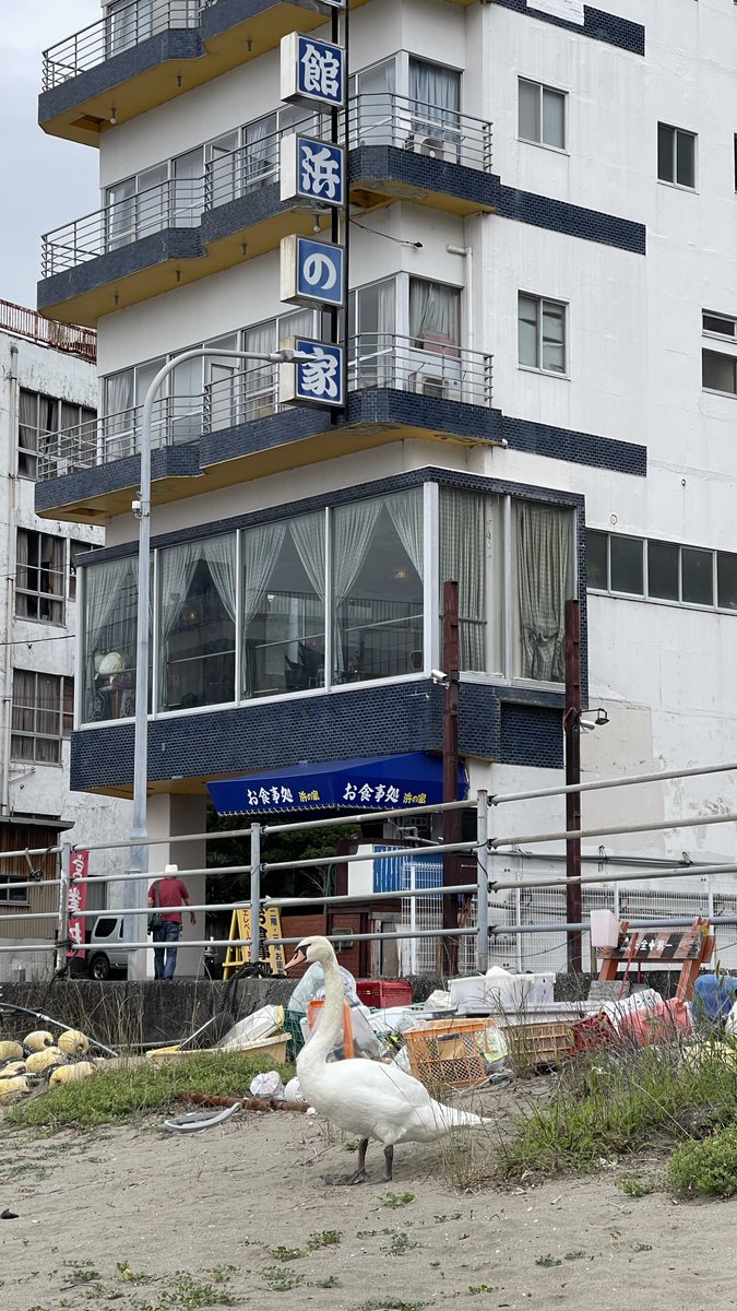 saro_481's tweet photo. 最近噂の三津浜に生息してると言う白鳥に遭遇〜 https://t.co/uMoIQBdOjx