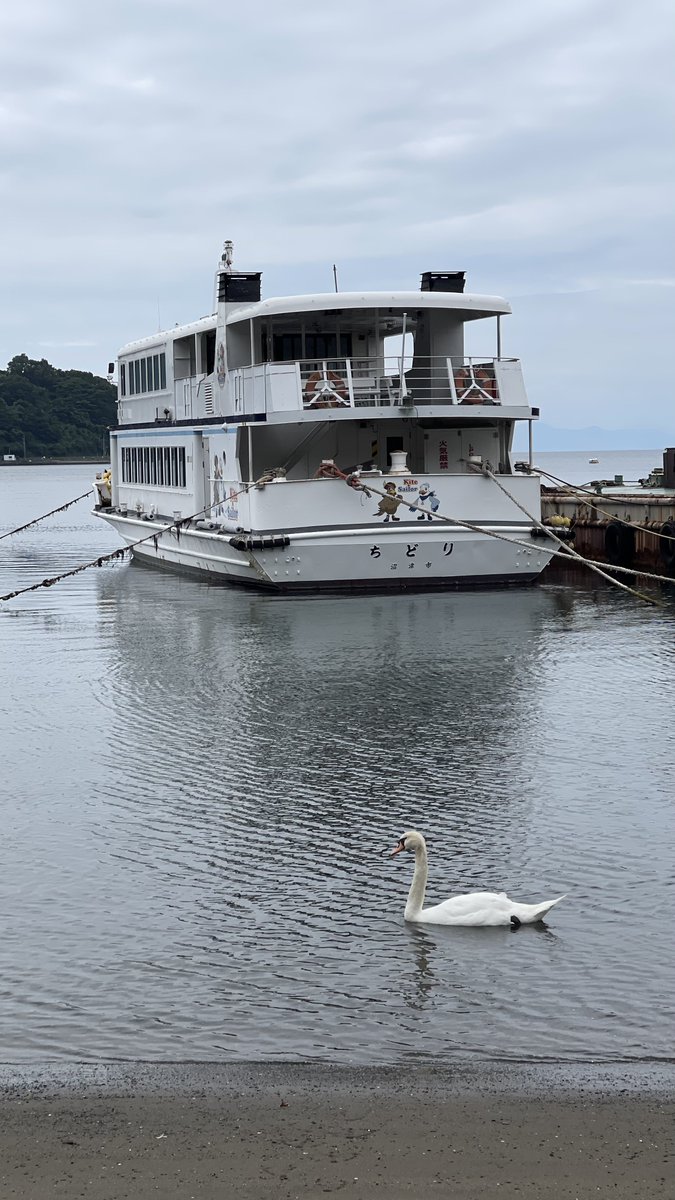 saro_481's tweet photo. 最近噂の三津浜に生息してると言う白鳥に遭遇〜 https://t.co/uMoIQBdOjx